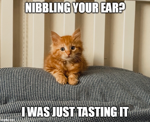 NIBBLING YOUR EAR? I WAS JUST TASTING IT | image tagged in meme,memes,funny,cat,cats | made w/ Imgflip meme maker