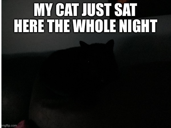 Umm.. | MY CAT JUST SAT HERE THE WHOLE NIGHT | image tagged in blank white template,cats,wtf,why,why are you reading the tags,stop reading the tags | made w/ Imgflip meme maker