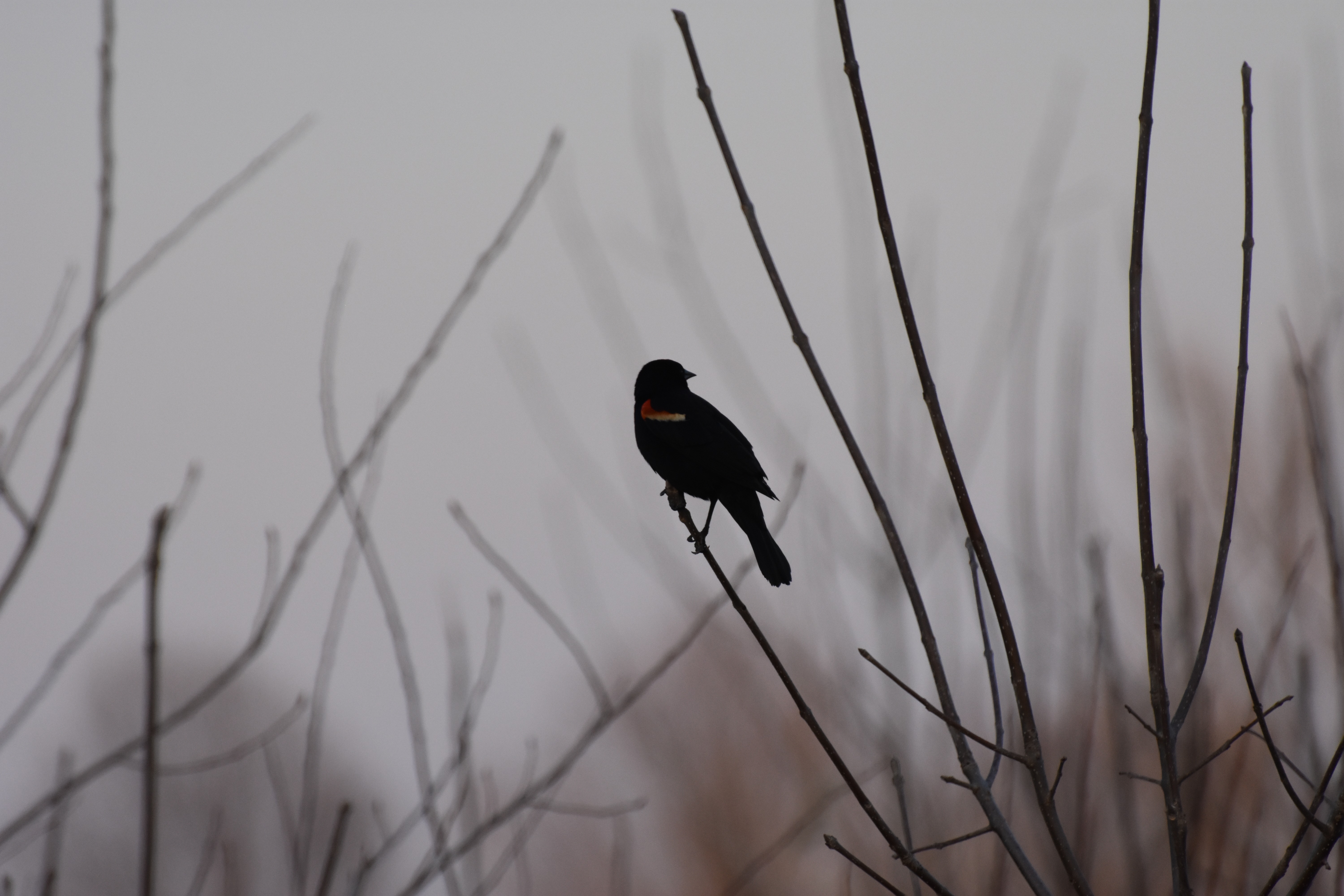 red winged blackbird | image tagged in red winged blackbird,dawn | made w/ Imgflip meme maker
