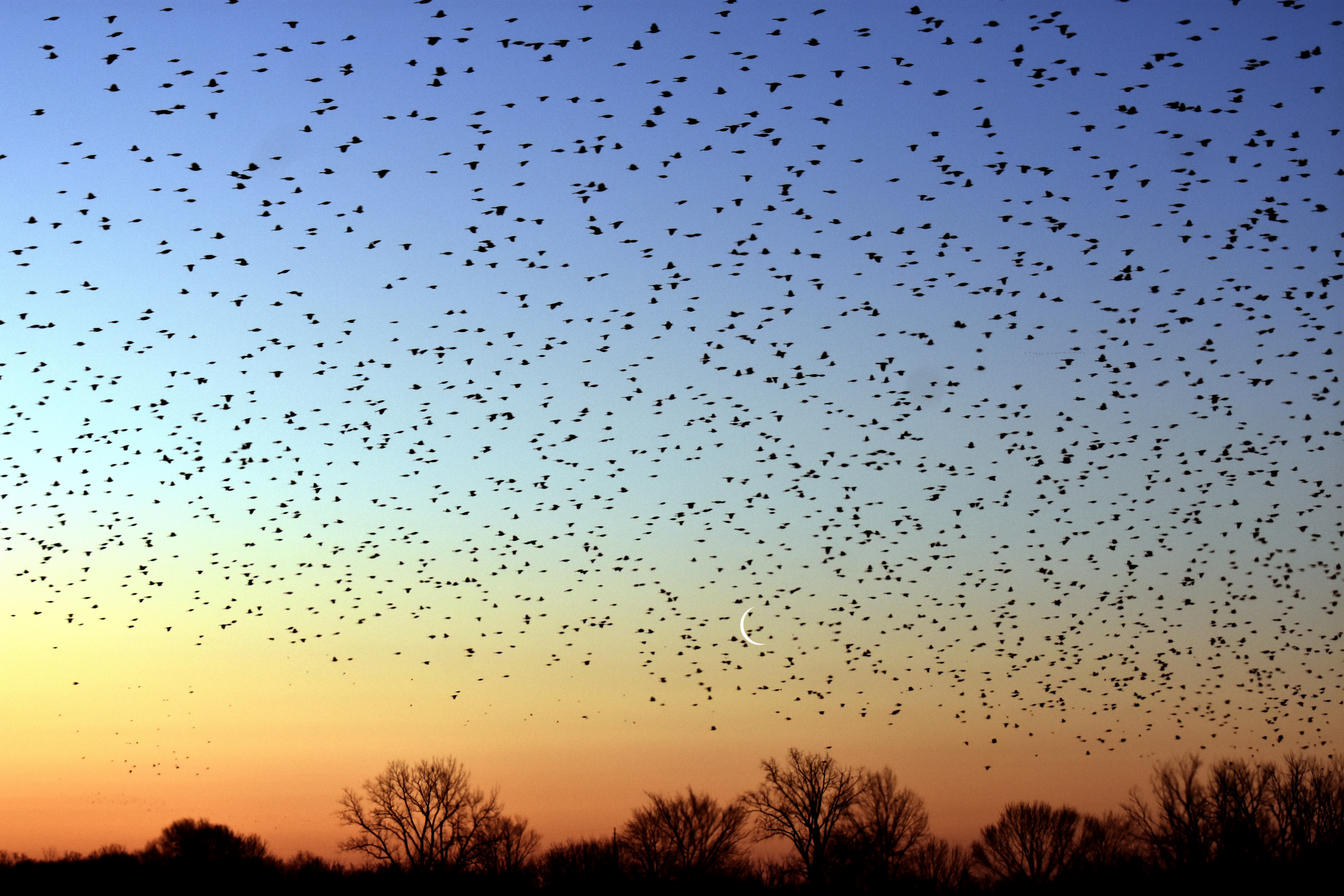 The blackbirds have returned with just a sliver of a moon. | image tagged in blackbirds,moon,dawn | made w/ Imgflip meme maker