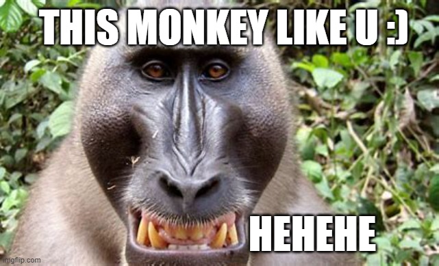 This monkey | THIS MONKEY LIKE U :); HEHEHE | image tagged in monkey | made w/ Imgflip meme maker