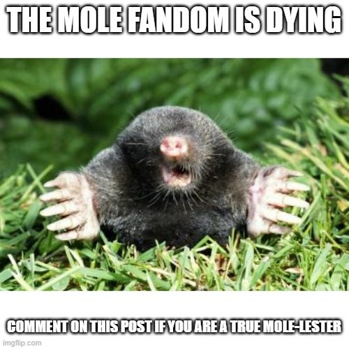 I am one | THE MOLE FANDOM IS DYING; COMMENT ON THIS POST IF YOU ARE A TRUE MOLE-LESTER | image tagged in mole | made w/ Imgflip meme maker