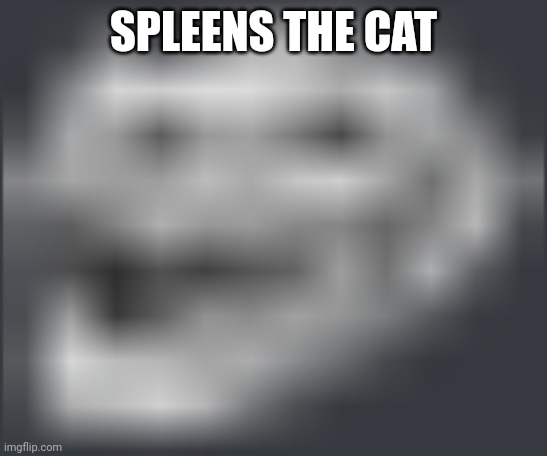 Extremely Low Quality Troll Face | SPLEENS THE CAT | image tagged in extremely low quality troll face | made w/ Imgflip meme maker
