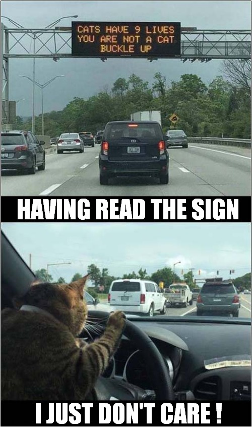 Cat Coming Through ! | HAVING READ THE SIGN; I JUST DON'T CARE ! | image tagged in cats,signs,driving | made w/ Imgflip meme maker