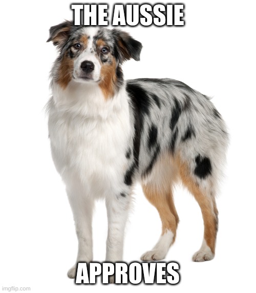 Australian shepherd | THE AUSSIE APPROVES | image tagged in australian shepherd | made w/ Imgflip meme maker