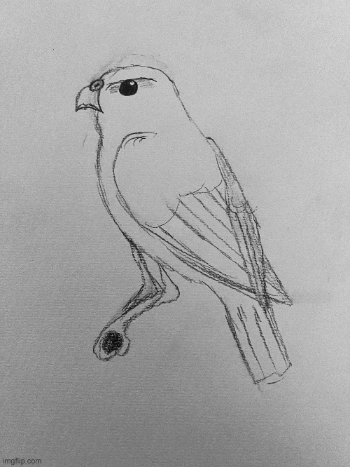 Hawk drawing from about 4 years ago | image tagged in art | made w/ Imgflip meme maker