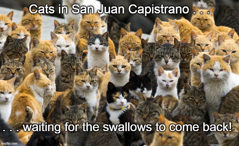 Cats In San Juan Capistrano | Cats in San Juan Capistrano . . . . . . waiting for the swallows to come back! | image tagged in cats,san juan capistrano,when the swallows come back,saint joseph's day | made w/ Imgflip meme maker