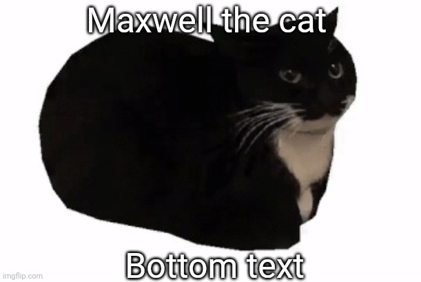 maxwell the cat | Maxwell the cat; Bottom text | image tagged in maxwell the cat | made w/ Imgflip meme maker