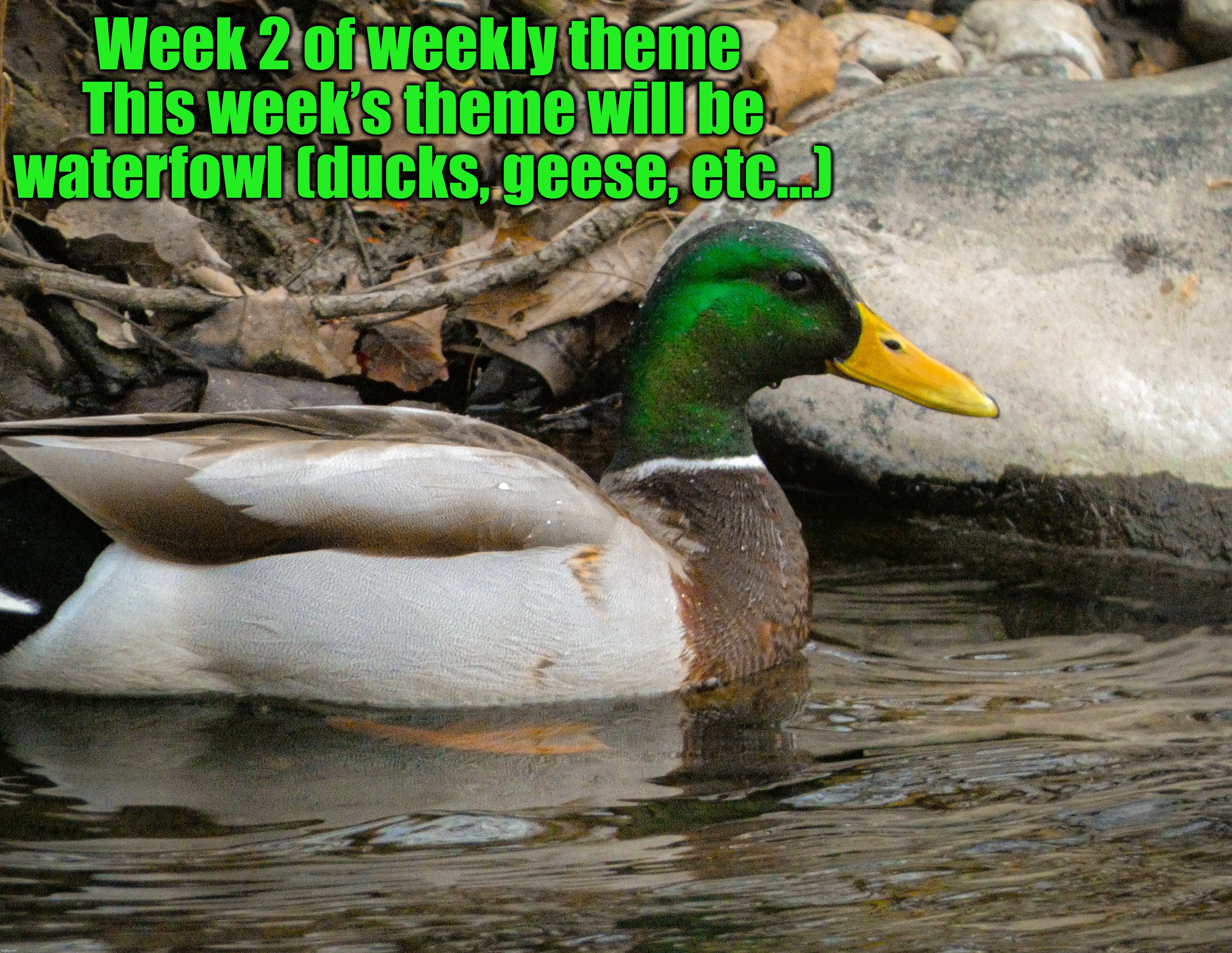 Btw I’m not going to be giving out shoutouts. There won’t be a winner for the weekly theme, only pic of the week. No tag needed | Week 2 of weekly theme 
This week’s theme will be waterfowl (ducks, geese, etc…) | image tagged in share your own photos,weekly theme | made w/ Imgflip meme maker
