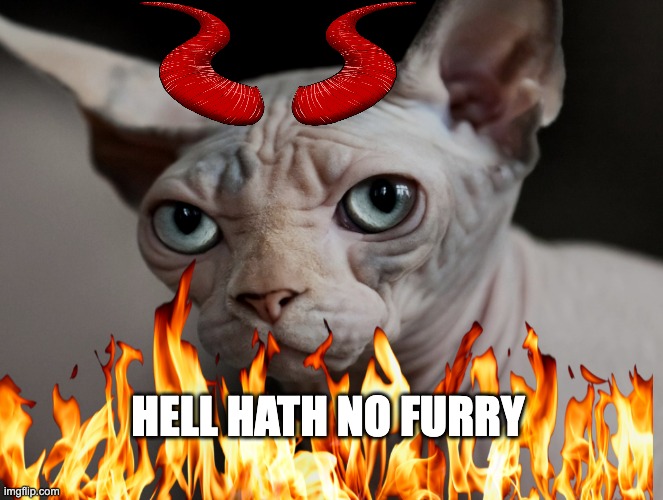 Scornful Grumpy Cat | HELL HATH NO FURRY | image tagged in scorn,hell,furry memes,devil,fire,sarcasm | made w/ Imgflip meme maker