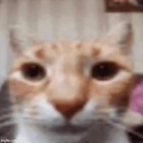My Honest Reaction Template | image tagged in my honest reaction template | made w/ Imgflip meme maker