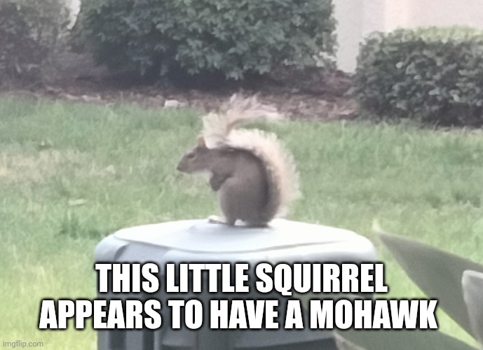 THIS LITTLE SQUIRREL APPEARS TO HAVE A MOHAWK | made w/ Imgflip meme maker