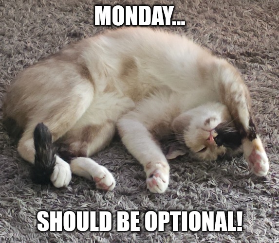 Mondays | MONDAY... SHOULD BE OPTIONAL! | image tagged in cute cat,mondays,cat | made w/ Imgflip meme maker