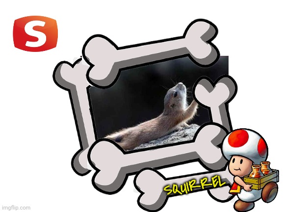 M&L Learning Animals | SQUIRREL | image tagged in blank white template,nintendo,nintendo ds | made w/ Imgflip meme maker