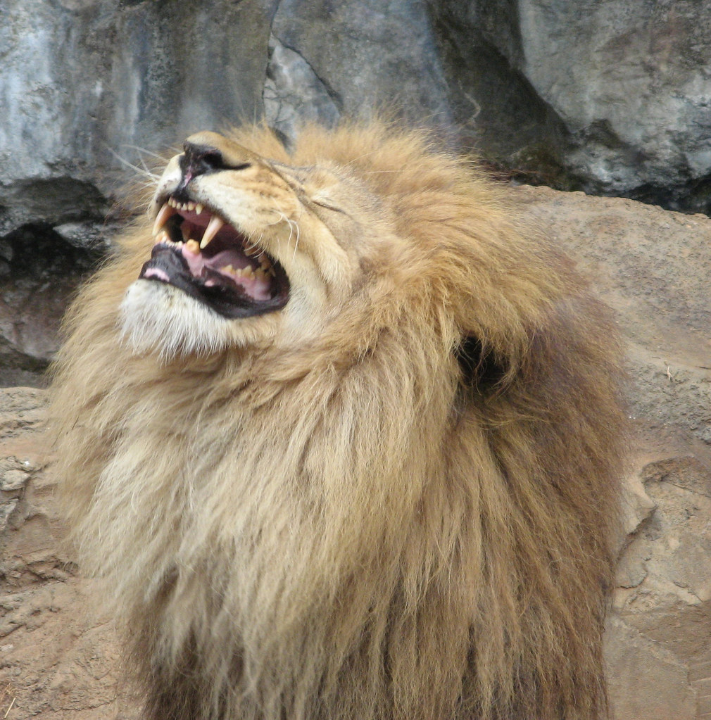 the Lion is Laughing Blank Meme Template