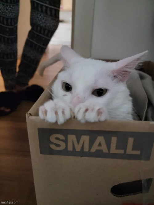 if he fits he ships | image tagged in cats,cute,animals,aww,memes | made w/ Imgflip meme maker