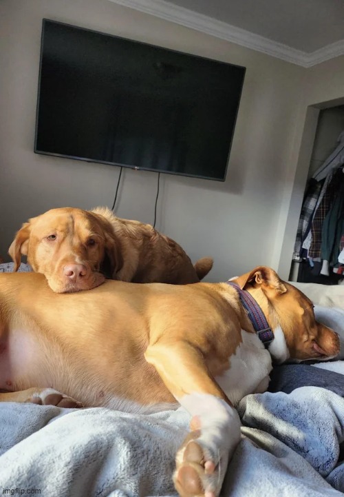 Using his brother’s belly as a pillow | image tagged in aww,cute,dogs,memes | made w/ Imgflip meme maker
