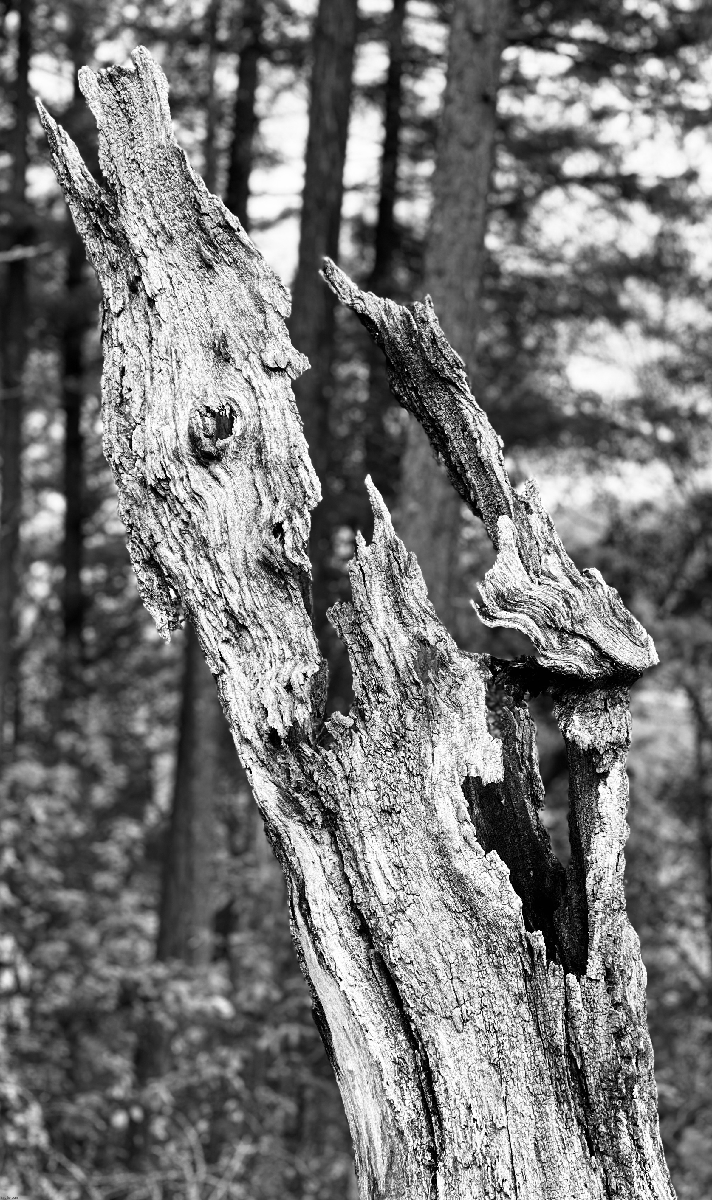 Cool wood | made w/ Imgflip meme maker
