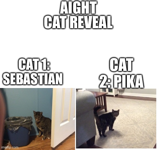 I’ll get a clearer image of them in comments(might take a min) | AIGHT; CAT REVEAL; CAT 1: SEBASTIAN; CAT 2: PIKA | image tagged in blank white template | made w/ Imgflip meme maker