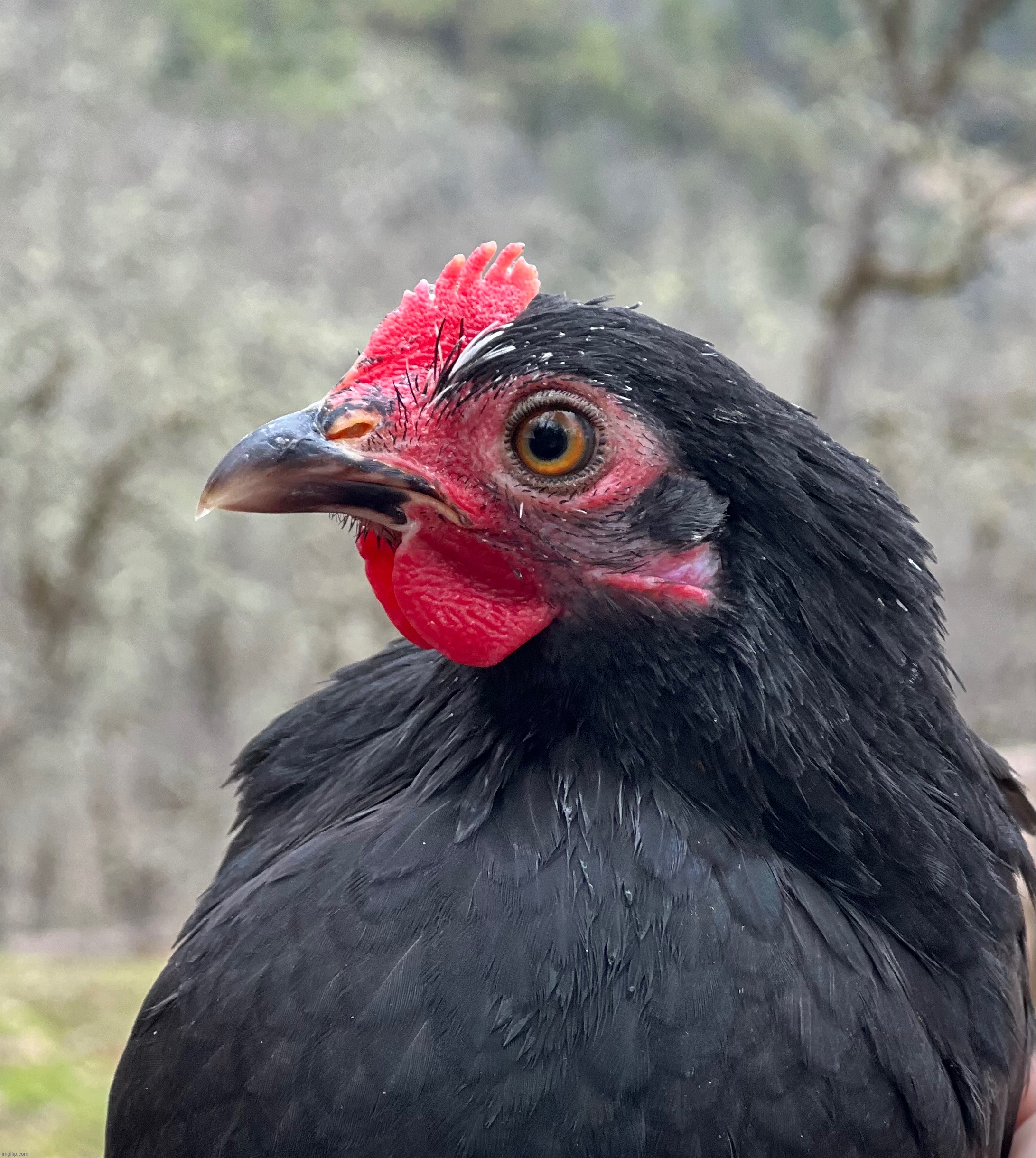 Photogenic chicken | made w/ Imgflip meme maker