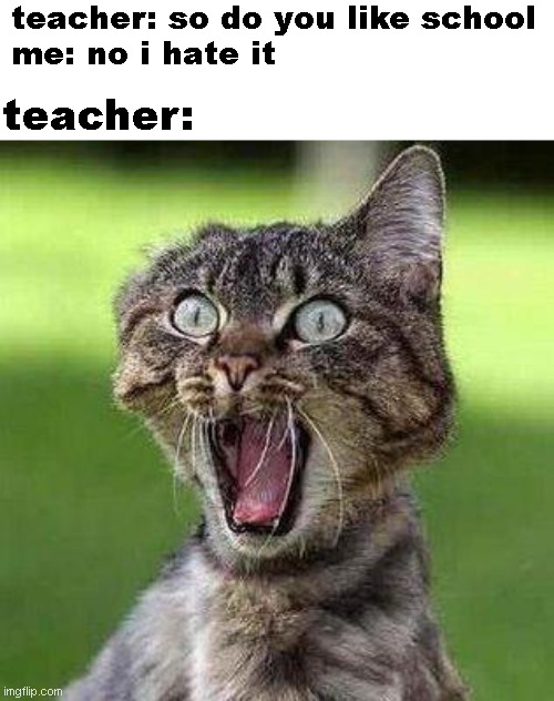 teachers act like they have never heard this before... | teacher: so do you like school
me: no i hate it; teacher: | image tagged in shocked cat | made w/ Imgflip meme maker