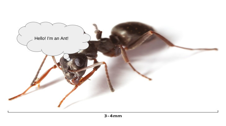 ANTY Blank Meme Template