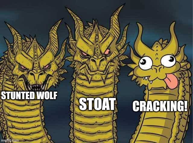 Hydra | STOAT; CRACKING! STUNTED WOLF | image tagged in hydra | made w/ Imgflip meme maker