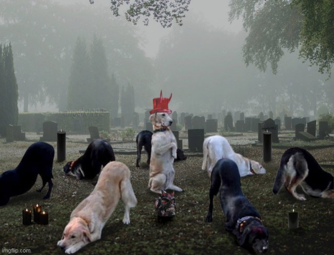 dogs | image tagged in dogs,cemetery,seance,worship,praying,summoning | made w/ Imgflip meme maker