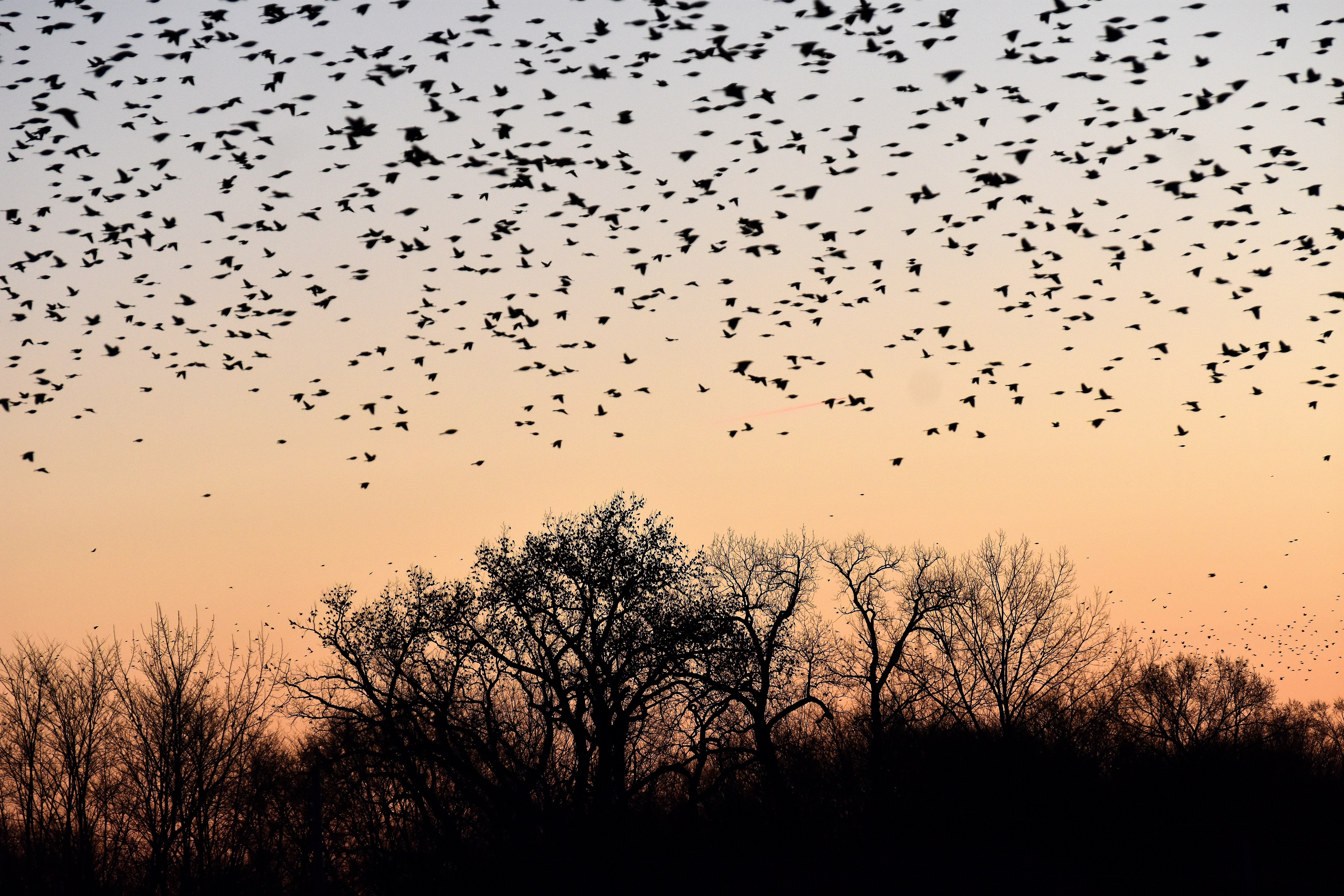 Those are birds in the trees,not leaves. | made w/ Imgflip meme maker