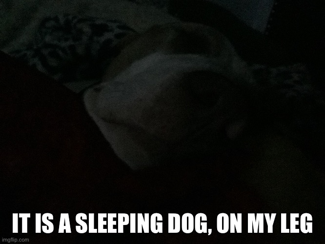 IT IS A SLEEPING DOG, ON MY LEG | made w/ Imgflip meme maker