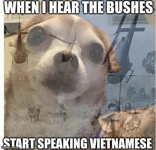 Vietnam |  WHEN I HEAR THE BUSHES; START SPEAKING VIETNAMESE | image tagged in ptsd chihuahua | made w/ Imgflip meme maker