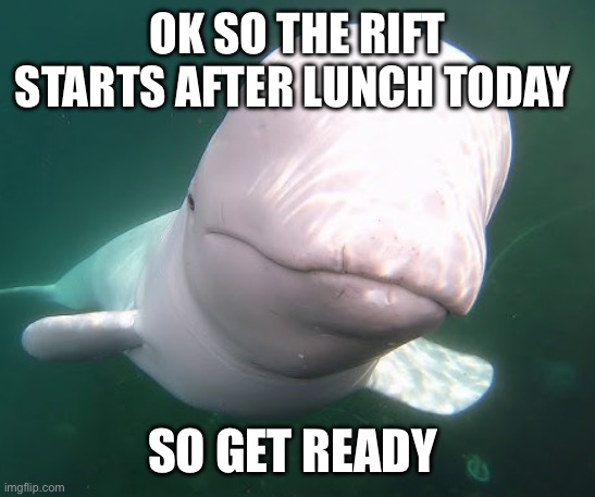(DarthTricera note: around 1 PM Eastern Time to be exact) | OK SO THE RIFT STARTS AFTER LUNCH TODAY; SO GET READY | image tagged in beluga stare | made w/ Imgflip meme maker