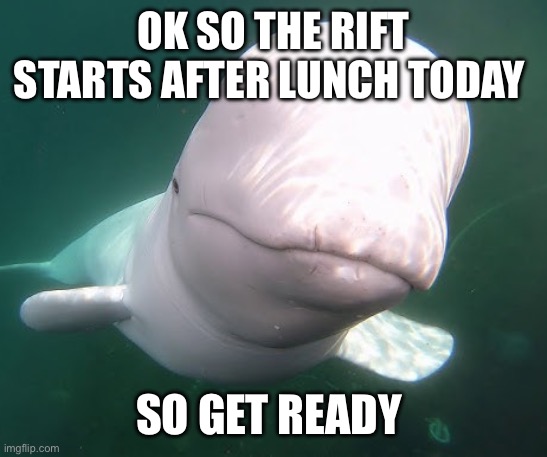 beluga Memes & GIFs - Imgflip