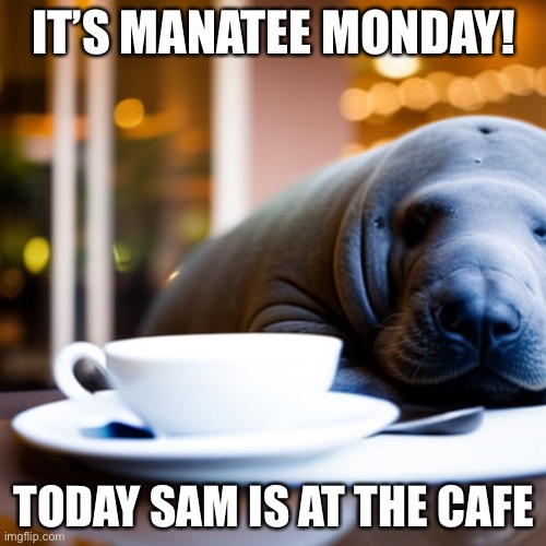 Manatee Monday 1 | IT’S MANATEE MONDAY! TODAY SAM IS AT THE CAFE | image tagged in manatee,cafe,monday,caffeine | made w/ Imgflip meme maker