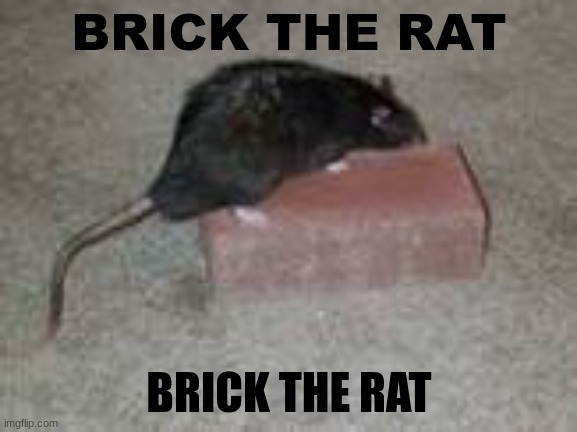 BRICK THE RAT; BRICK THE RAT | made w/ Imgflip meme maker