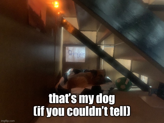keep scrolling, just a little bunker I made for my dog | that’s my dog (if you couldn’t tell) | image tagged in cute dog,keep scrolling | made w/ Imgflip meme maker