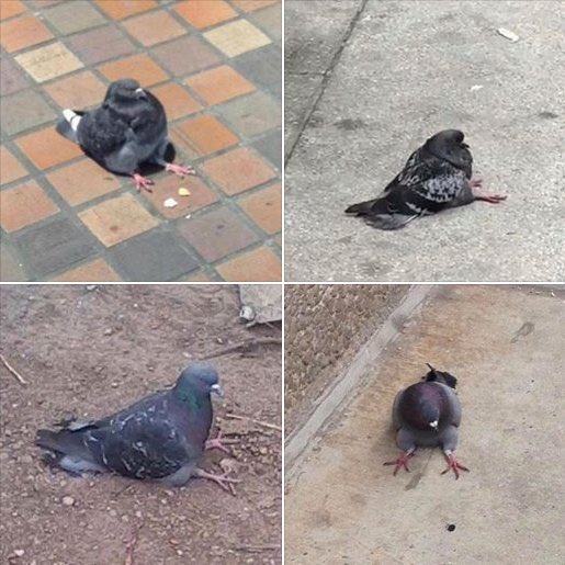 High Quality The Four Pigeons Blank Meme Template