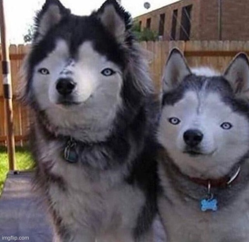 Wierd dogs | image tagged in wierd dogs | made w/ Imgflip meme maker