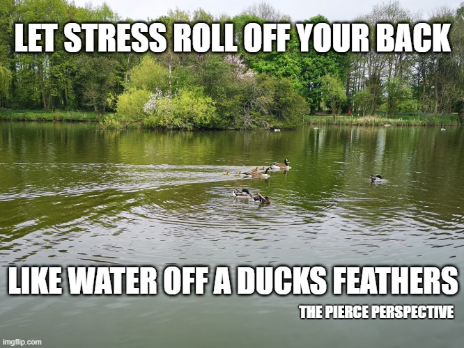 The Pierce Perspective - Let stress roll off your back, like water off a ducks feathers. | LET STRESS ROLL OFF YOUR BACK; LIKE WATER OFF A DUCKS FEATHERS; THE PIERCE PERSPECTIVE | image tagged in mental health,podcast,ducks,water | made w/ Imgflip meme maker