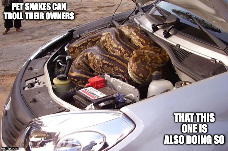 Anaconda Inside Car | PET SNAKES CAN TROLL THEIR OWNERS; THAT THIS ONE IS ALSO DOING SO | image tagged in snake,cars,memes | made w/ Imgflip meme maker
