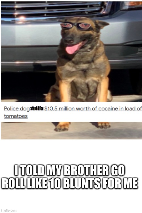 dog cocaine | I TOLD MY BROTHER GO ROLL LIKE 10 BLUNTS FOR ME | image tagged in cocaine,dog cocaine,bigsussyamongus12132000 | made w/ Imgflip meme maker