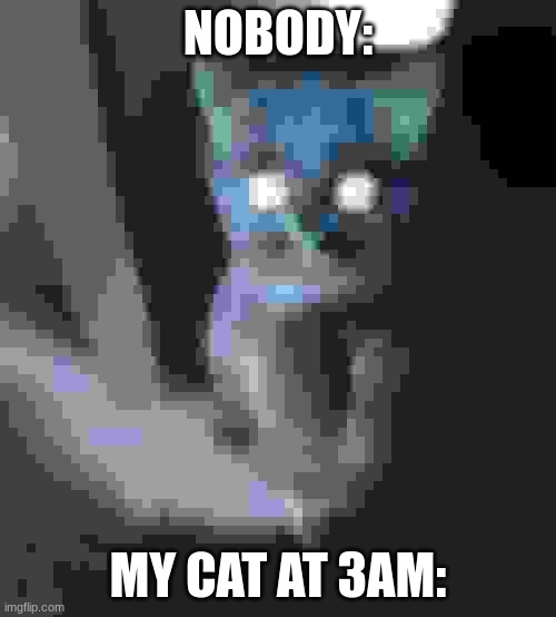 Cat owners should get this | NOBODY:; MY CAT AT 3AM: | image tagged in memes,cute cat | made w/ Imgflip meme maker