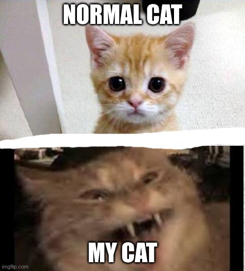 Cute Cat | NORMAL CAT; MY CAT | image tagged in memes,cute cat | made w/ Imgflip meme maker