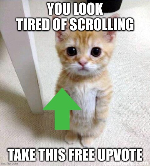 Cute Cat | YOU LOOK TIRED OF SCROLLING; TAKE THIS FREE UPVOTE | image tagged in memes,cute cat | made w/ Imgflip meme maker