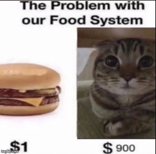 solutions to end world hunger | image tagged in food,burger,cats | made w/ Imgflip meme maker