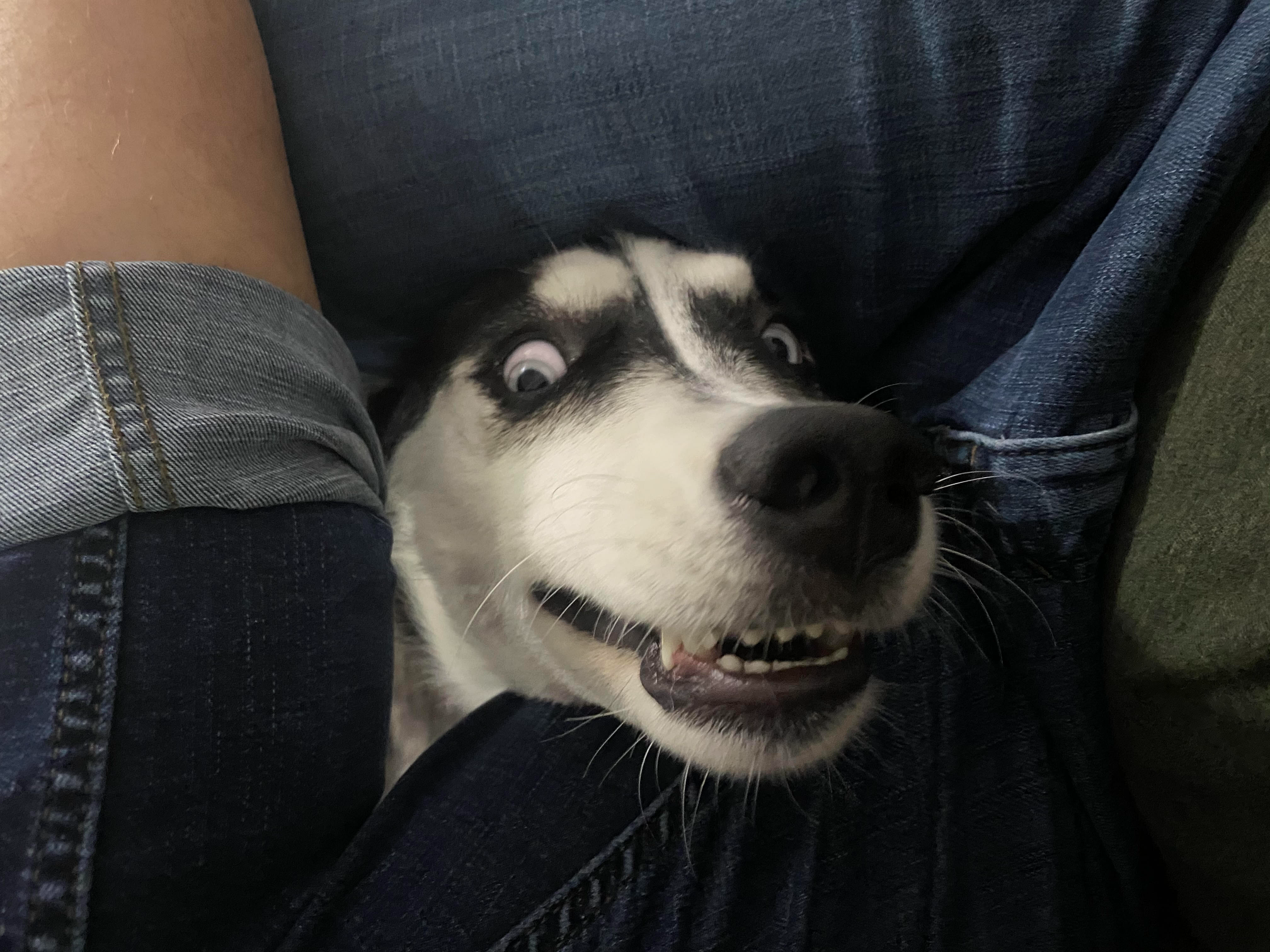 Funny Dog Blank Meme Template