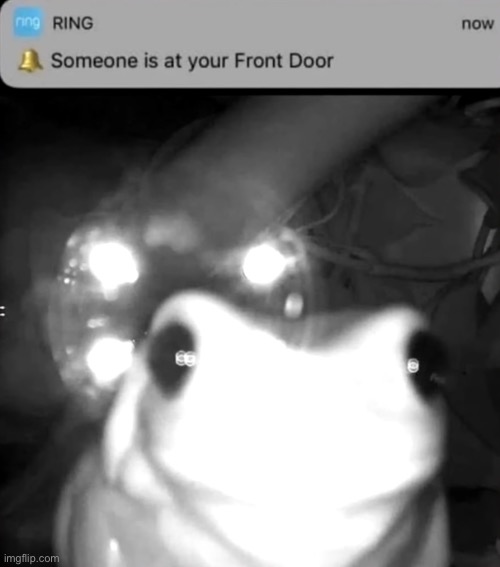 A cute little visitor! | image tagged in frog,repost | made w/ Imgflip meme maker