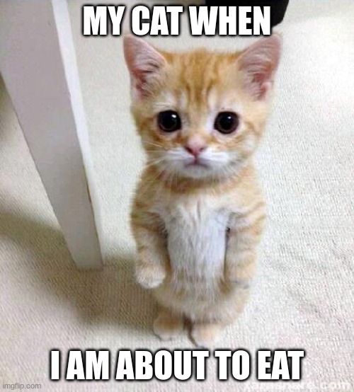 Cute Cat | MY CAT WHEN; I AM ABOUT TO EAT | image tagged in memes,cute cat | made w/ Imgflip meme maker