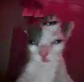 High Quality Annoyed Cat Blank Meme Template