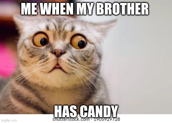 ME WHEN MY BROTHER; HAS CANDY | image tagged in funny cat memes | made w/ Imgflip meme maker